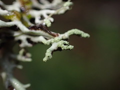 Hypogymnia tubulosa