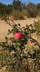 Andricus quercuscalifornicus