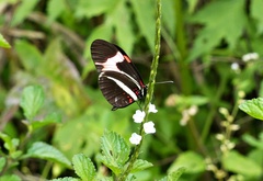 Heliconius erato phyllis