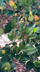 Ligustrum japonicum