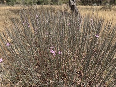 Acantholimon acerosum