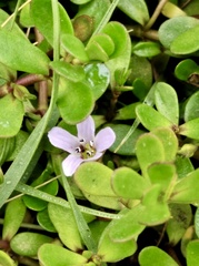 Bacopa