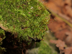 Herzogiella seligeri