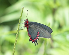 Parides bunichus