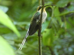 Phaethornis longirostris