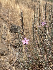 Acantholimon acerosum