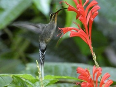 Phaethornis longirostris