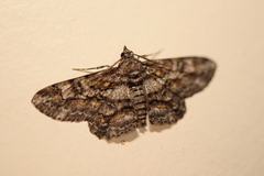 Cleora displicata