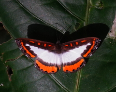 Nymphidium plinthobaphis