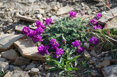 Oxytropis neglecta