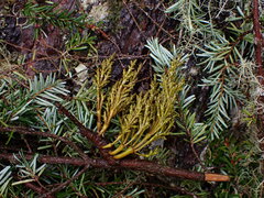 Arceuthobium tsugense