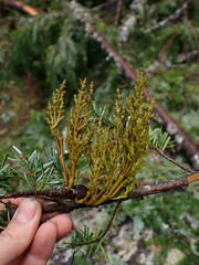 Arceuthobium tsugense