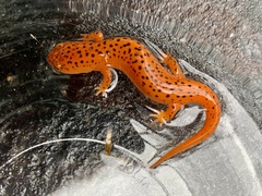 Pseudotriton ruber