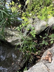 Cyperus alternifolius