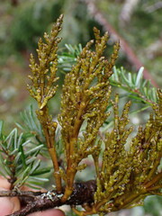 Arceuthobium tsugense