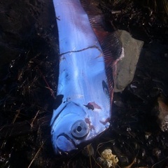 Trachipterus altivelis