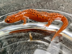 Pseudotriton ruber