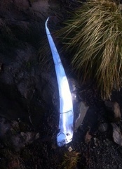 Trachipterus altivelis