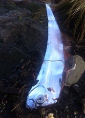 Trachipterus altivelis