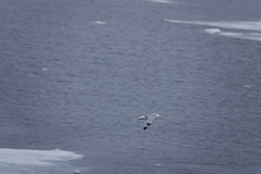 Rissa tridactyla tridactyla