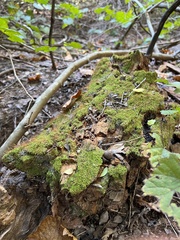 Ceratodon