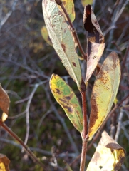 Lonicera villosa