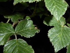 Anyphaena