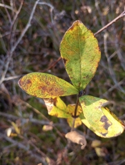 Lonicera villosa