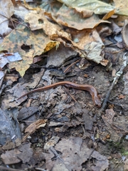 Plethodon websteri