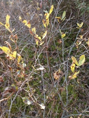 Lonicera villosa