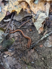 Plethodon websteri