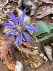 Symphyotrichum retroflexum