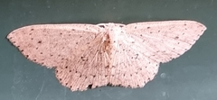 Cyclophora obstataria