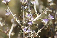 Psoralea hirta