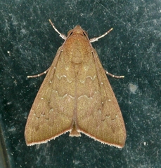 Anomis illita