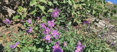 Solanum parishii