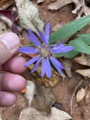 Symphyotrichum retroflexum