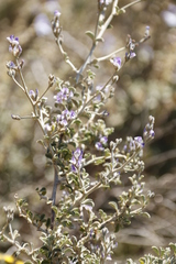 Psoralea hirta