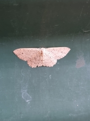 Cyclophora obstataria