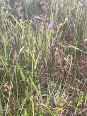 Thelymitra pauciflora
