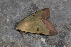 Ophiusa tirhaca