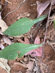 Symphyotrichum retroflexum