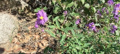 Solanum parishii