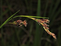 Rhynchospora brownii