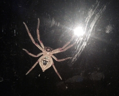 Neosparassus diana