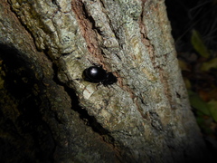 Pterostichus madidus