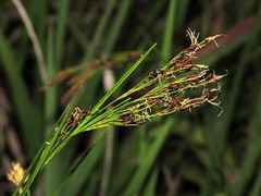 Rhynchospora brownii