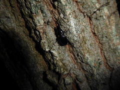 Pterostichus madidus