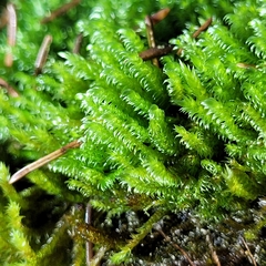 Hygrohypnum luridum