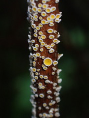 Capitotricha bicolor